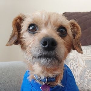 Meet your Posher, Bella